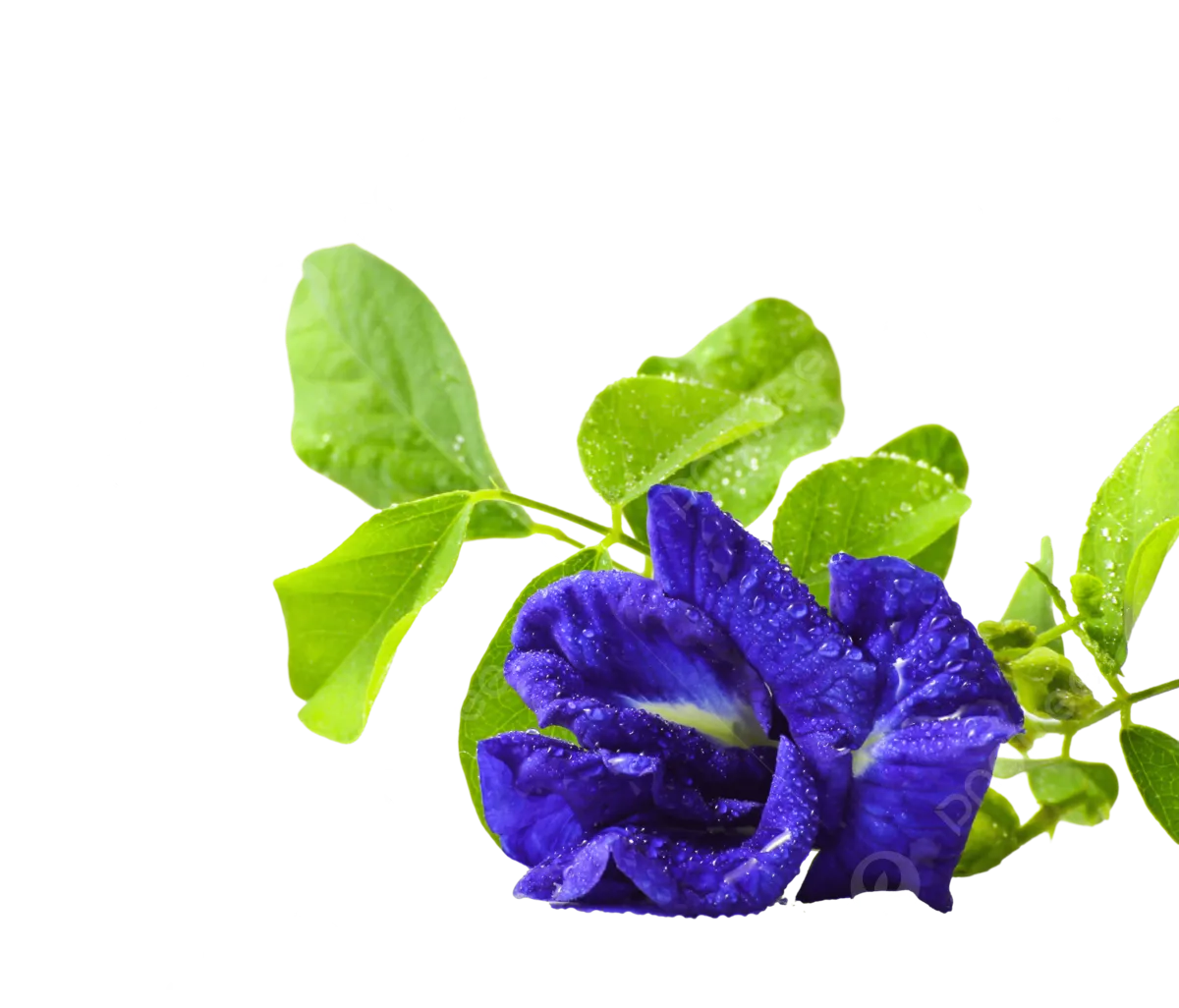 butterfly pea