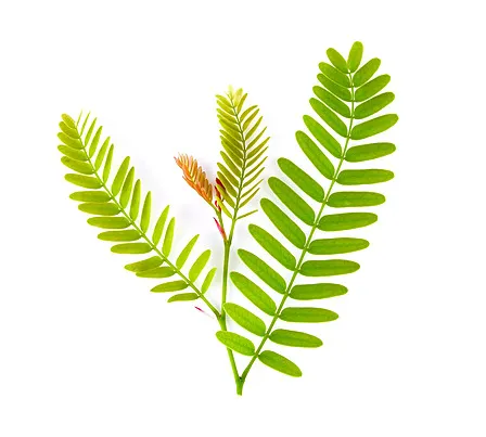 tamarind leaf
