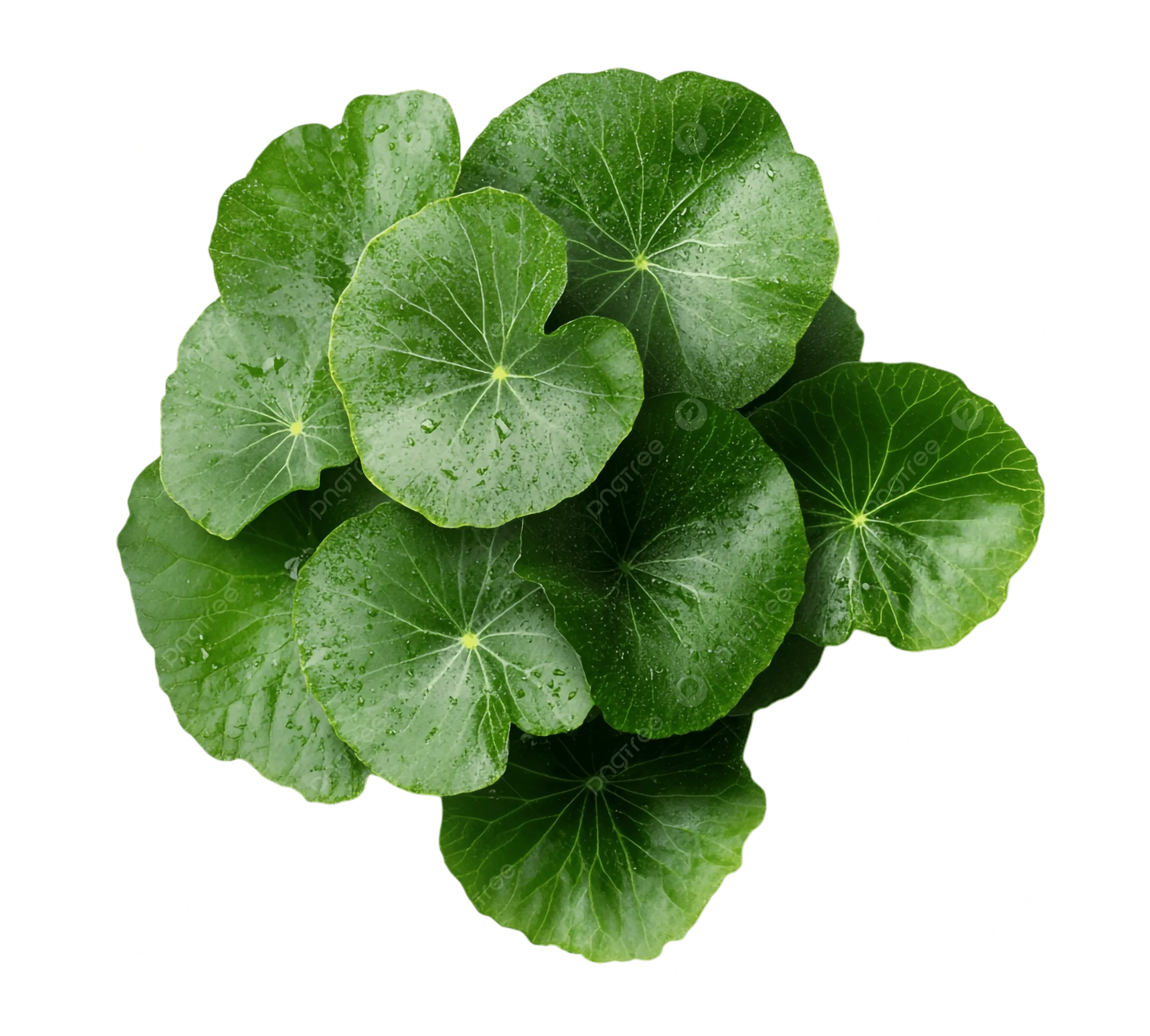 gotu kola