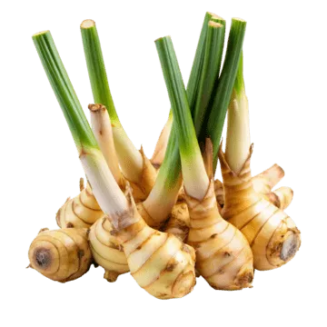 galangal
