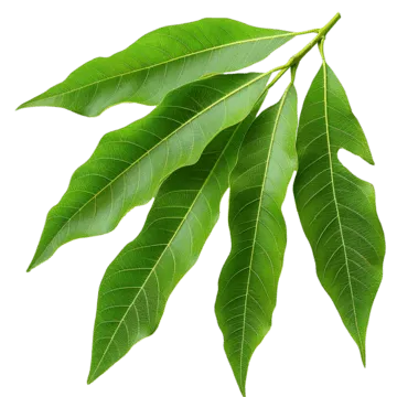 mango leaf