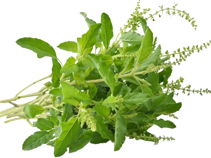holy basil