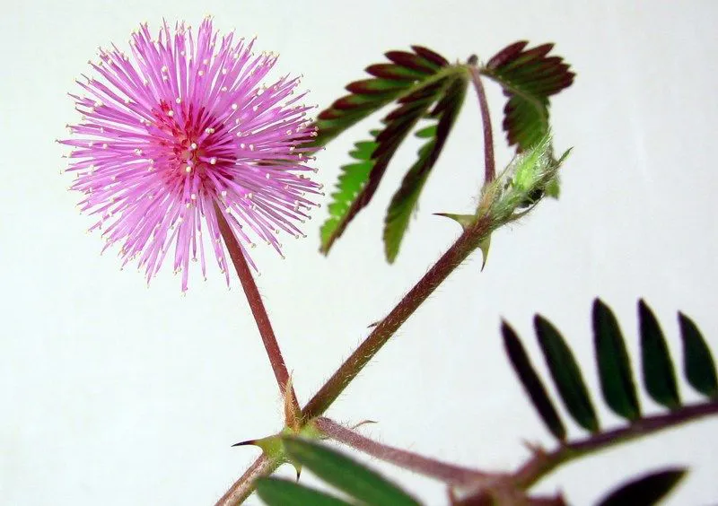 sensitive plant