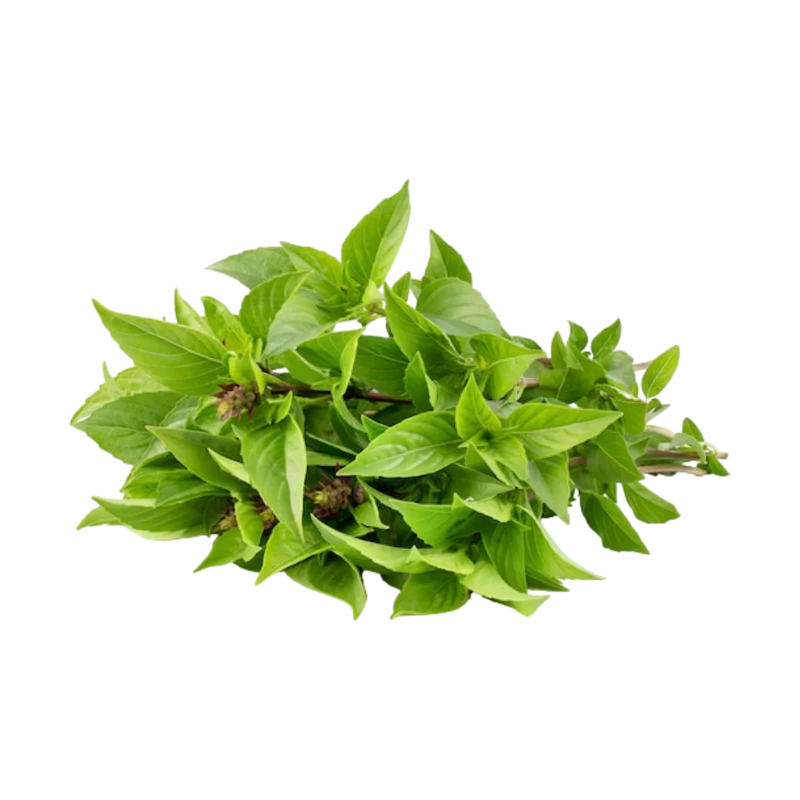 sweet basil