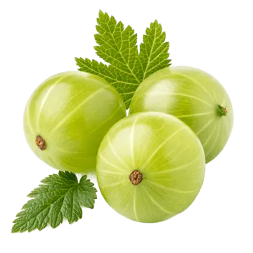 indian gooseberry