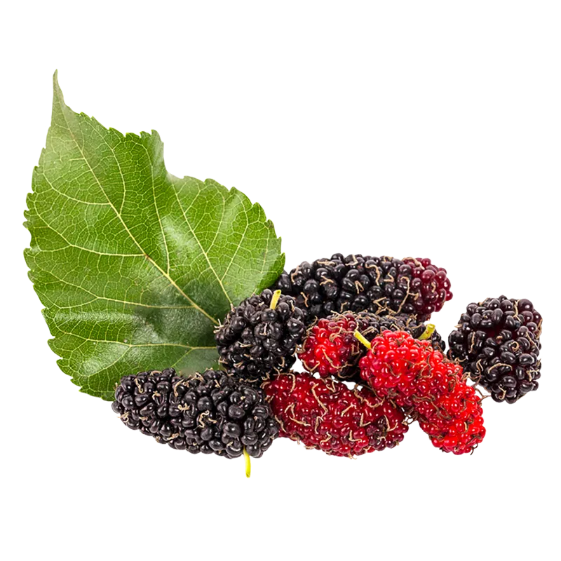 mulberry leaf