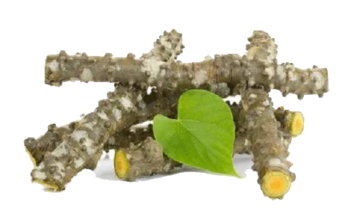 heart-leaved moonseed