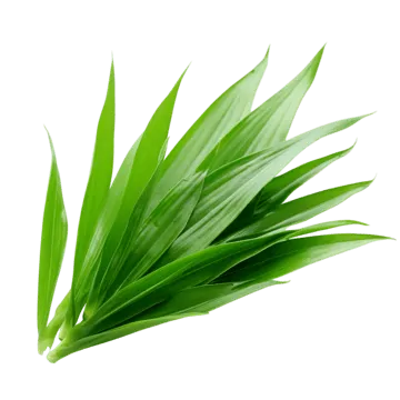 pandan